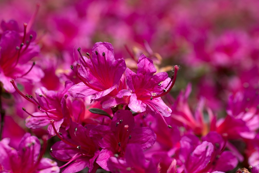bloesem hdr voorjaar lente bloem bloemen flora fruitbomen betuwe kersenbloesem japan sakura fruit fruitbomen